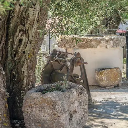 Sempreviva Agios Leon