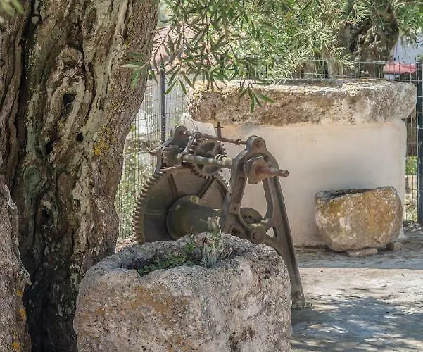 Sempreviva Agios Leon