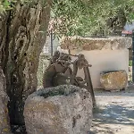 Sempreviva Agios Leon