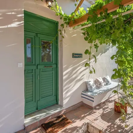 Sempreviva Agios Leon